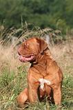 DOGUE DE BORDEAUX 460